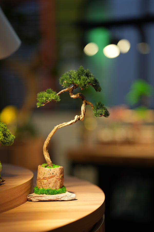 Juniper by the Winding Path