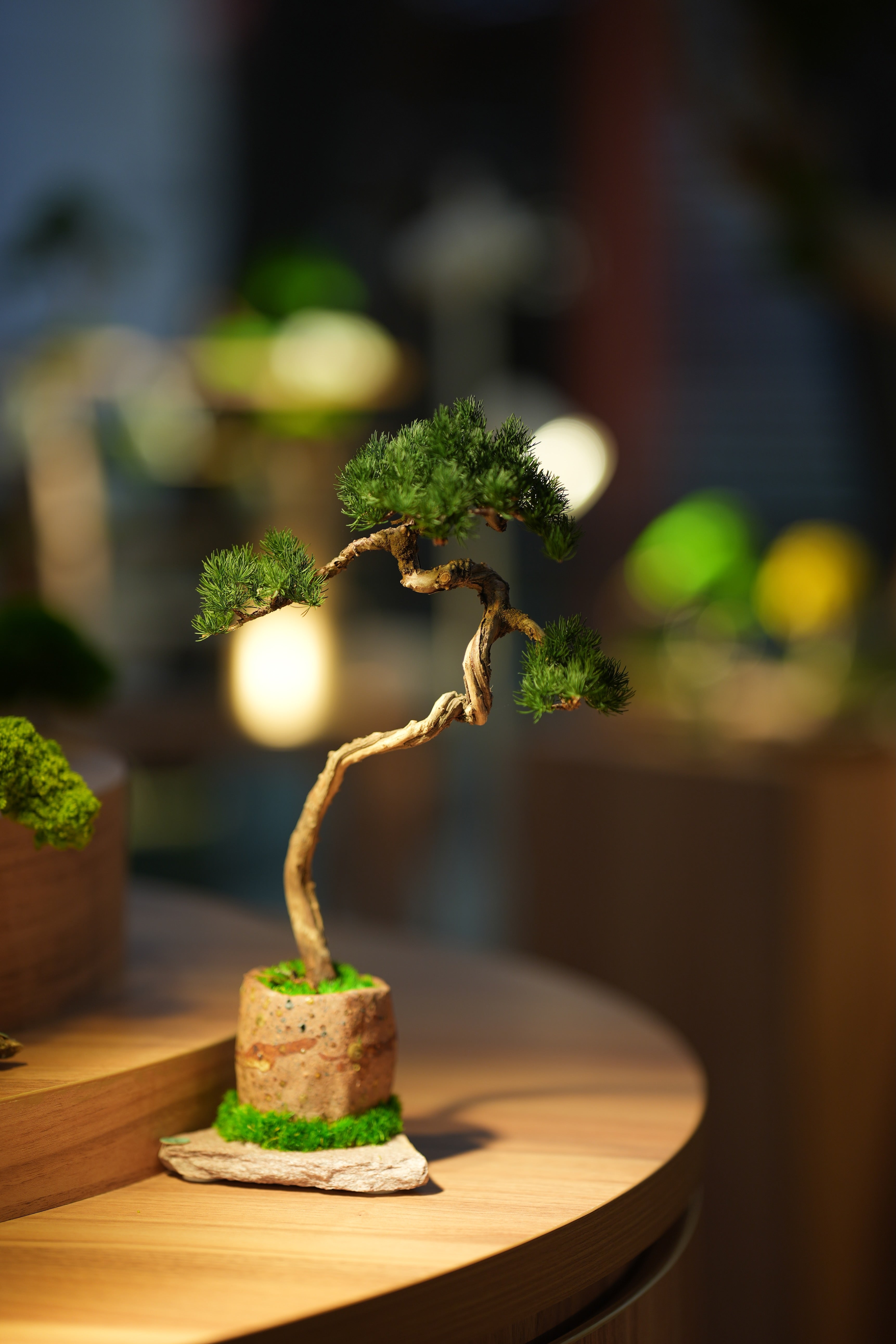 Juniper by the Winding Path