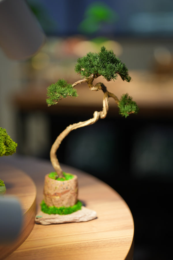 Juniper by the Winding Path