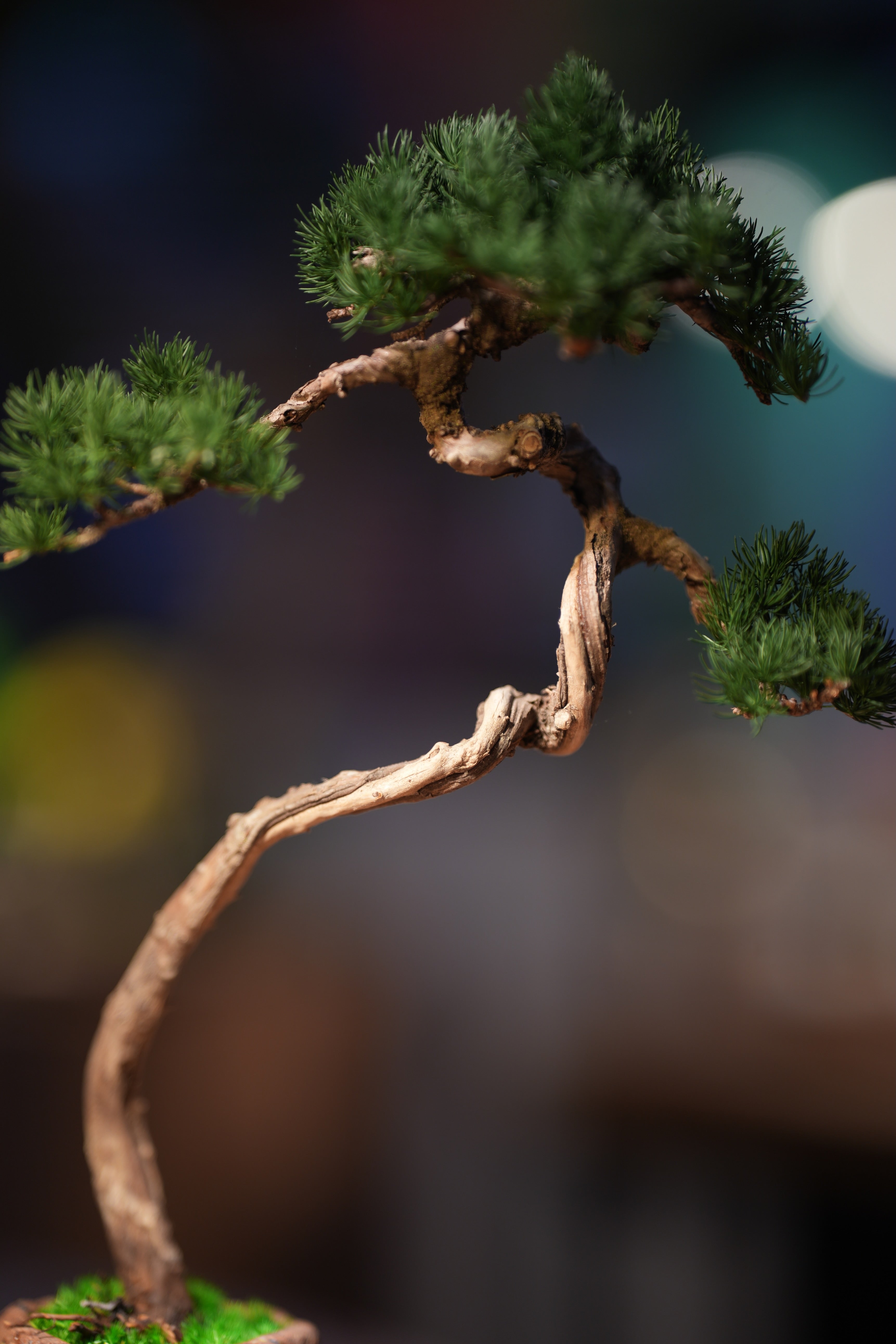 Juniper by the Winding Path