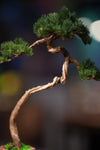 Juniper by the Winding Path