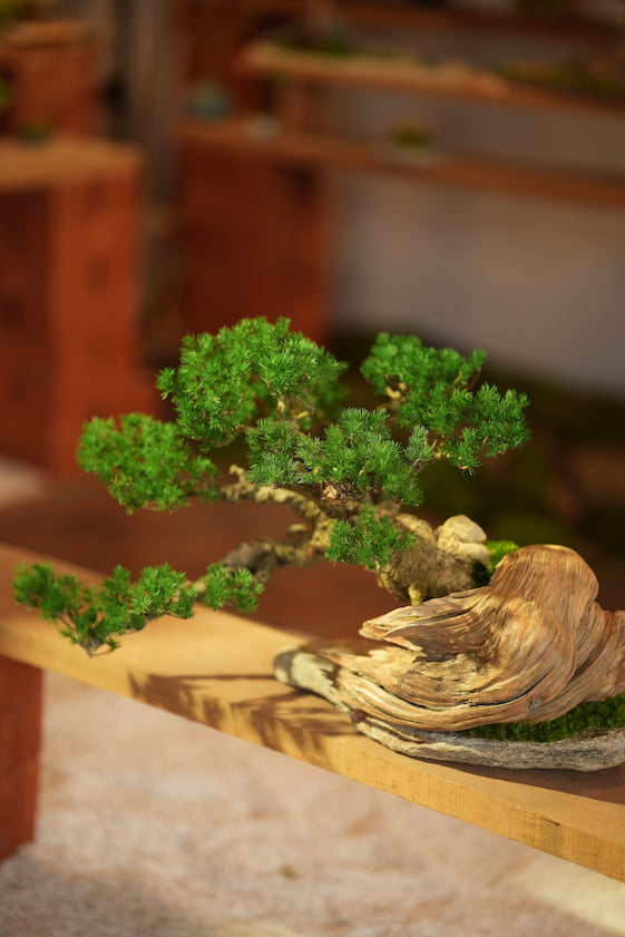 The Windcut Wood - Old Pine edition (Preserved Plants)
