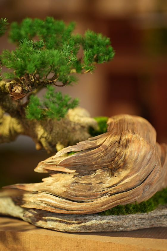 The Windcut Wood - Old Pine edition (Preserved Plants)