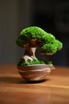 Slow Wood - Young - Teaman's Delight (Preserved Plants)