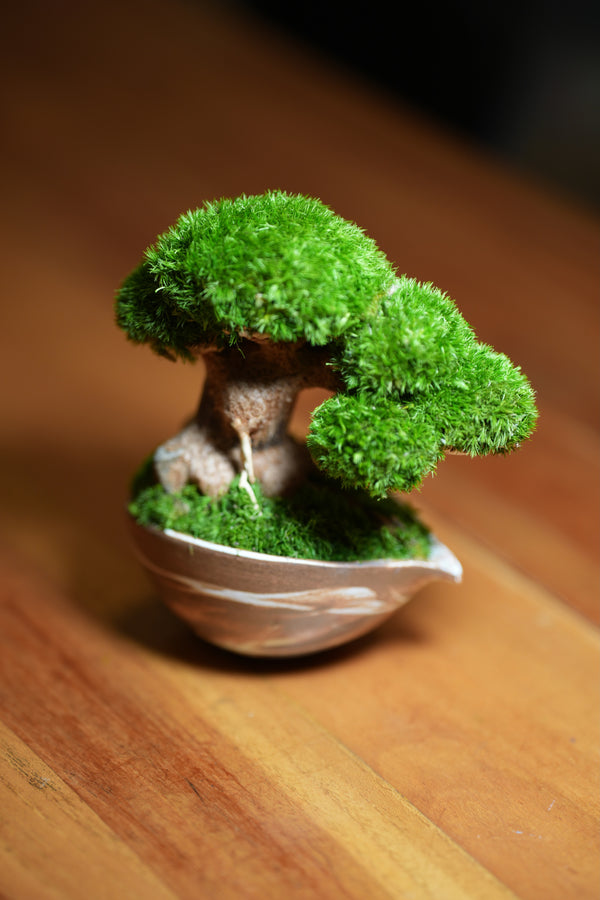 Slow Wood - Young - Teaman's Delight (Preserved Plants)