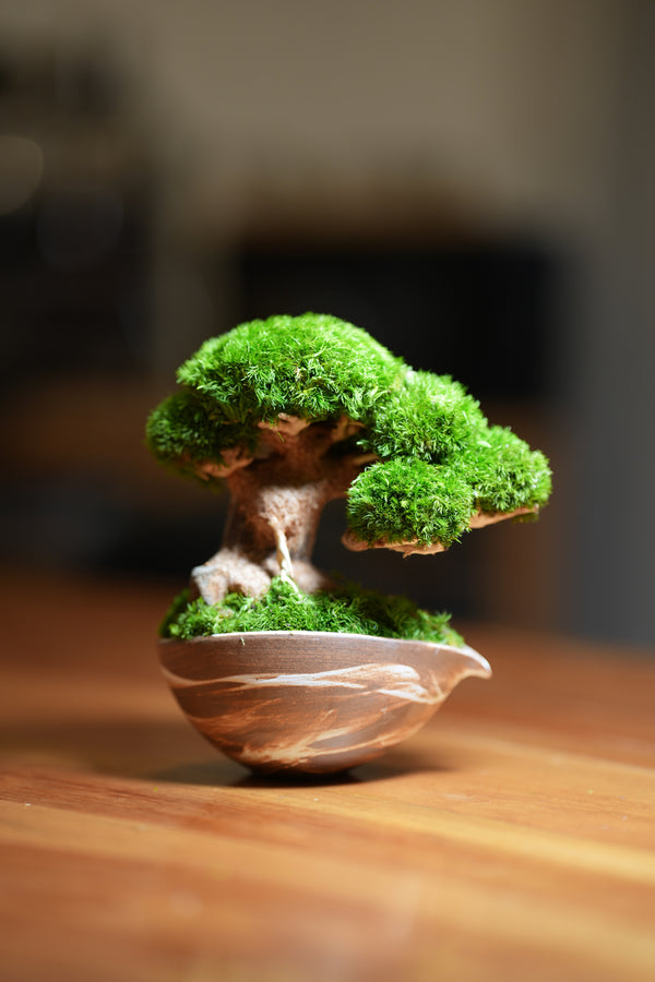 Slow Wood - Young - Teaman's Delight (Preserved Plants)