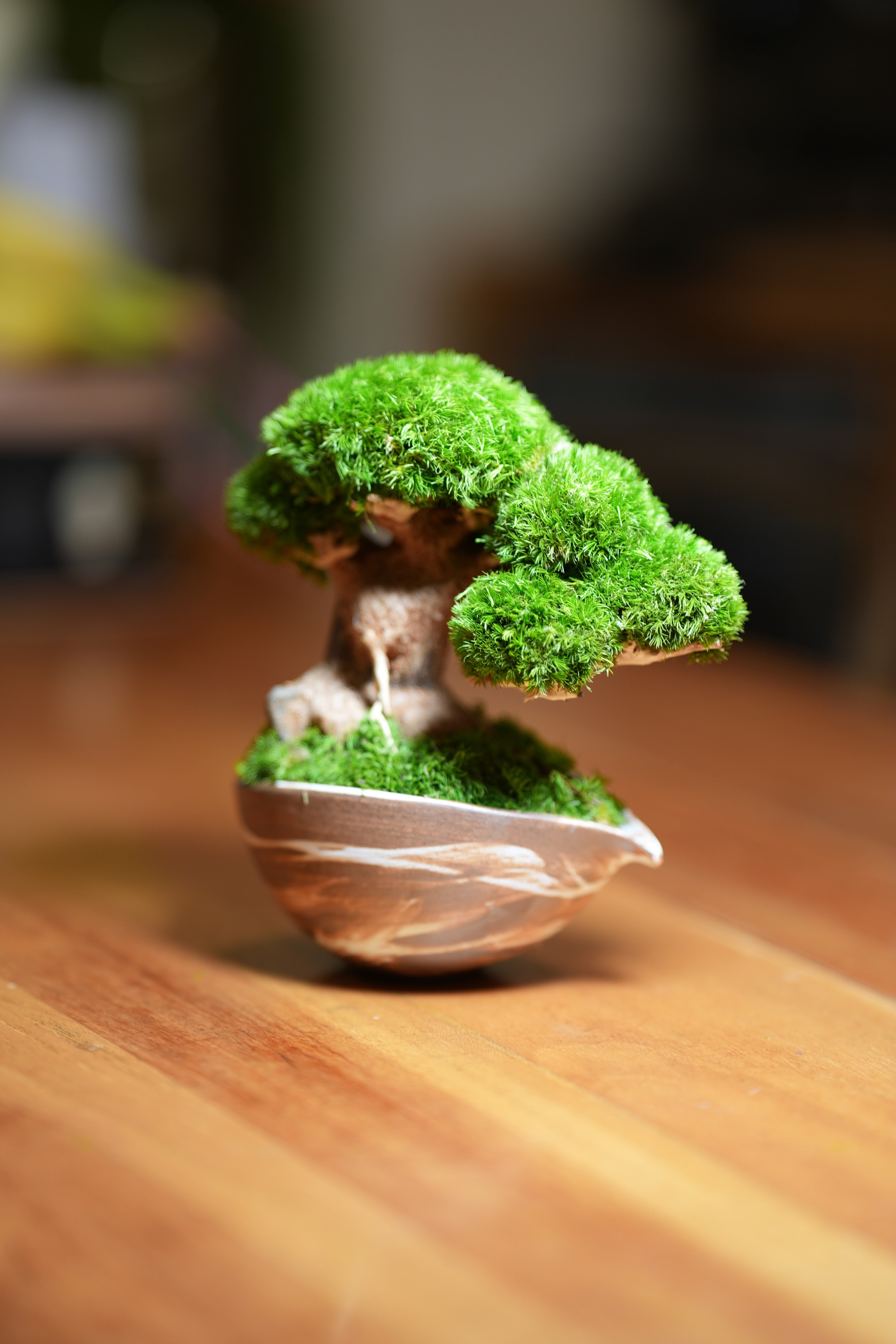 Slow Wood - Young - Teaman's Delight (Preserved Plants)