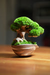Slow Wood - Young - Teaman's Delight (Preserved Plants)