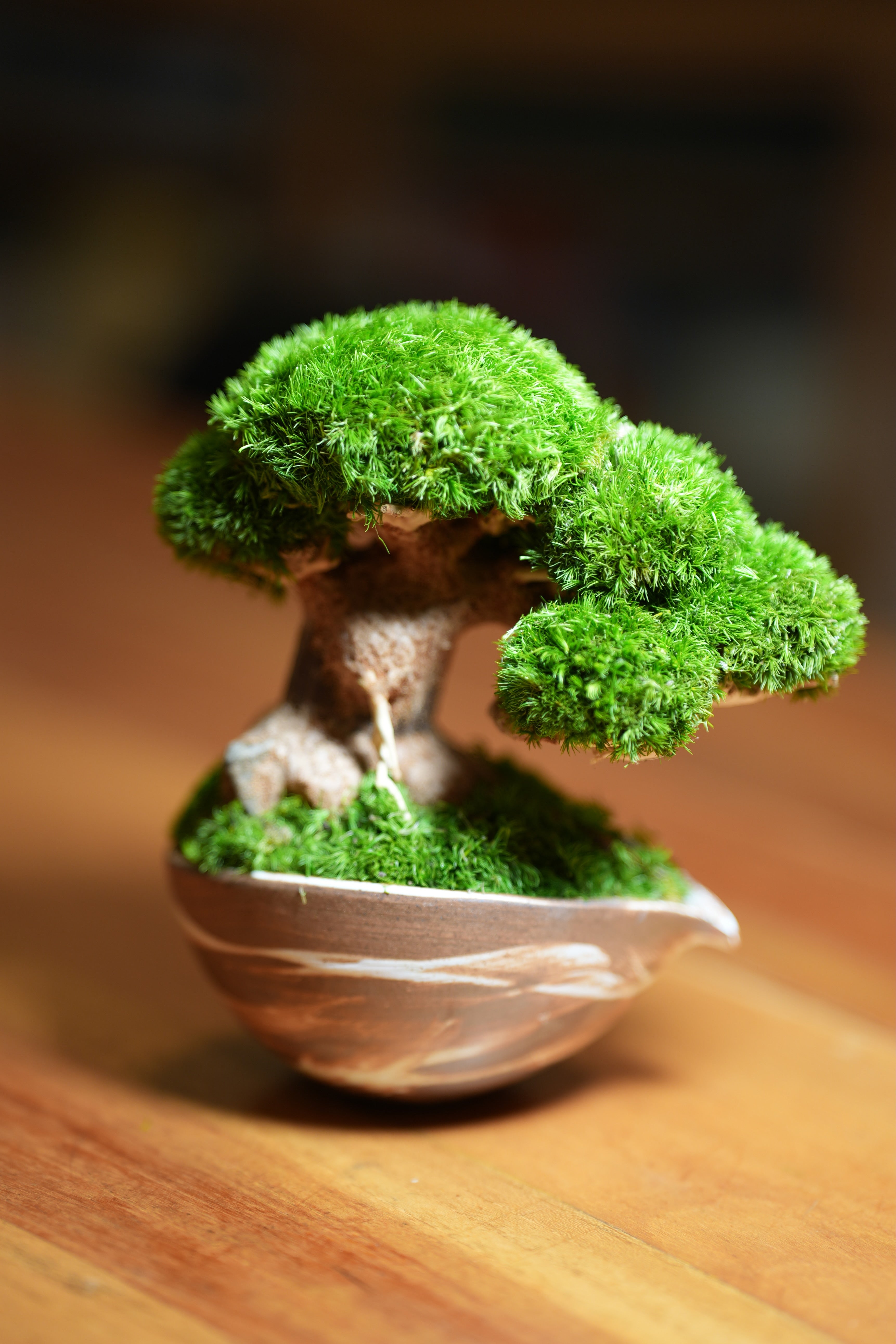 Slow Wood - Young - Teaman's Delight (Preserved Plants)