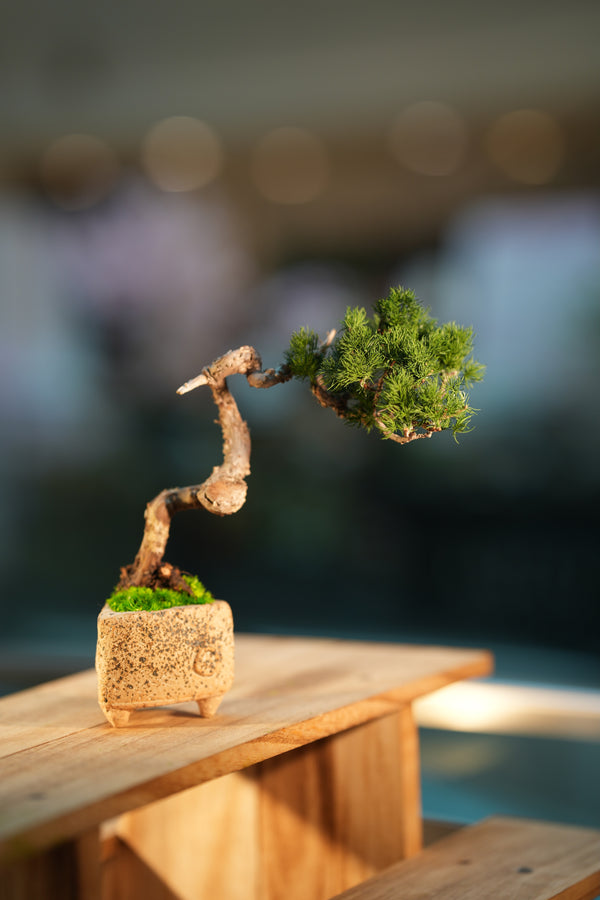 Juniper by the Winding Path