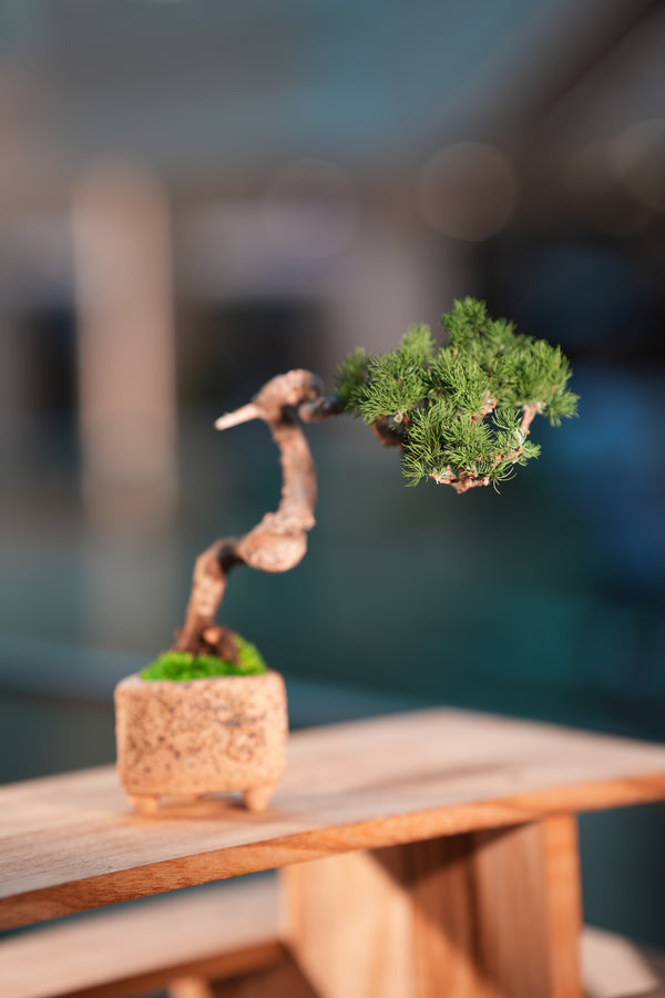 Juniper by the Winding Path