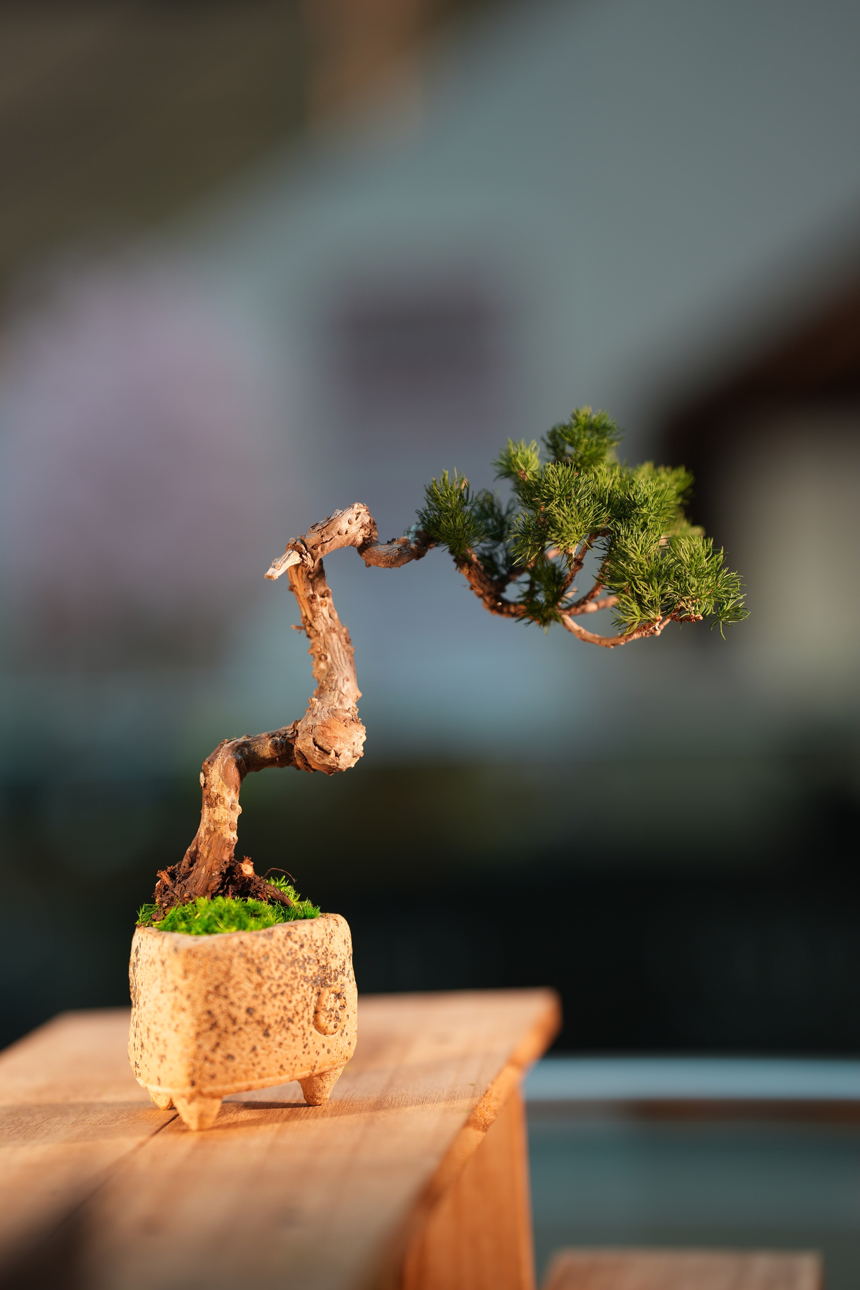 Juniper by the Winding Path