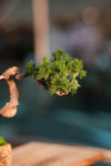 Juniper by the Winding Path
