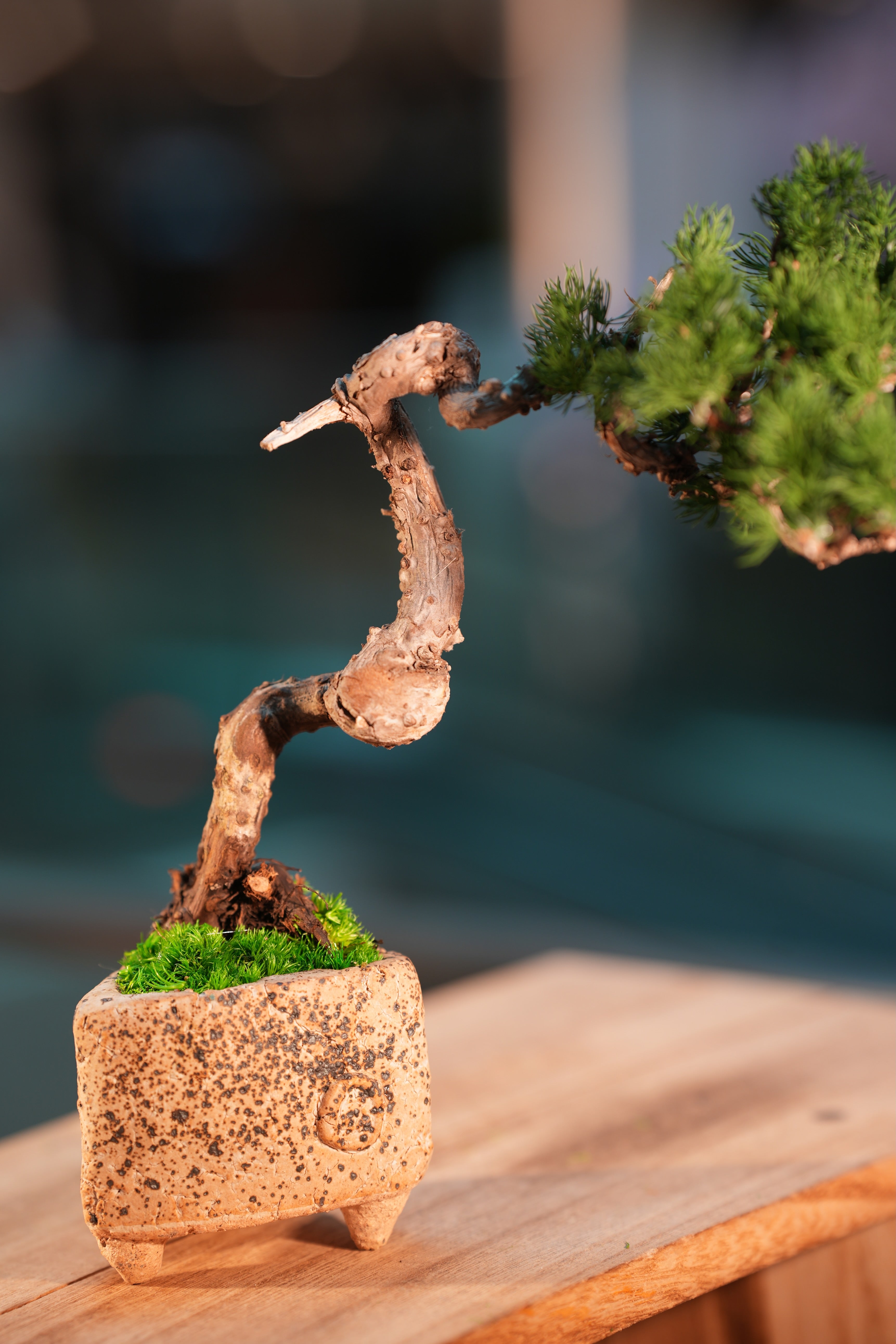 Juniper by the Winding Path