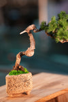 Juniper by the Winding Path
