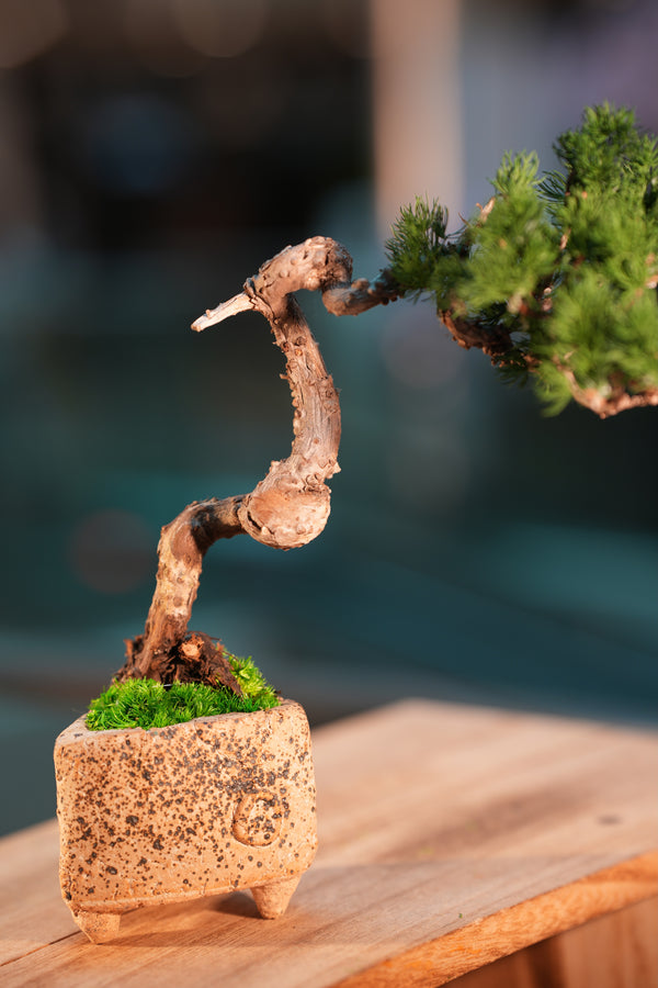 Juniper by the Winding Path