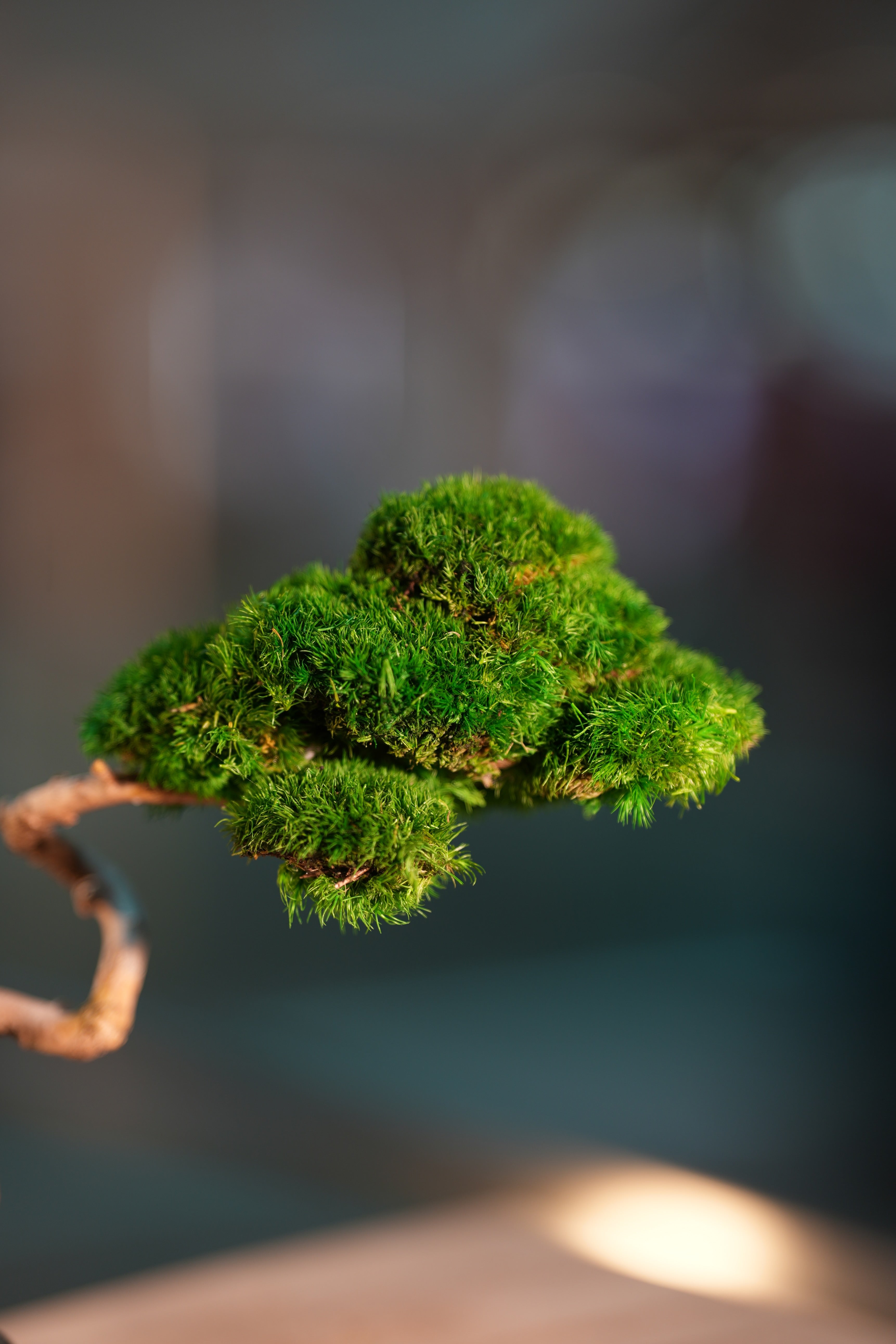 Poet of the Forest