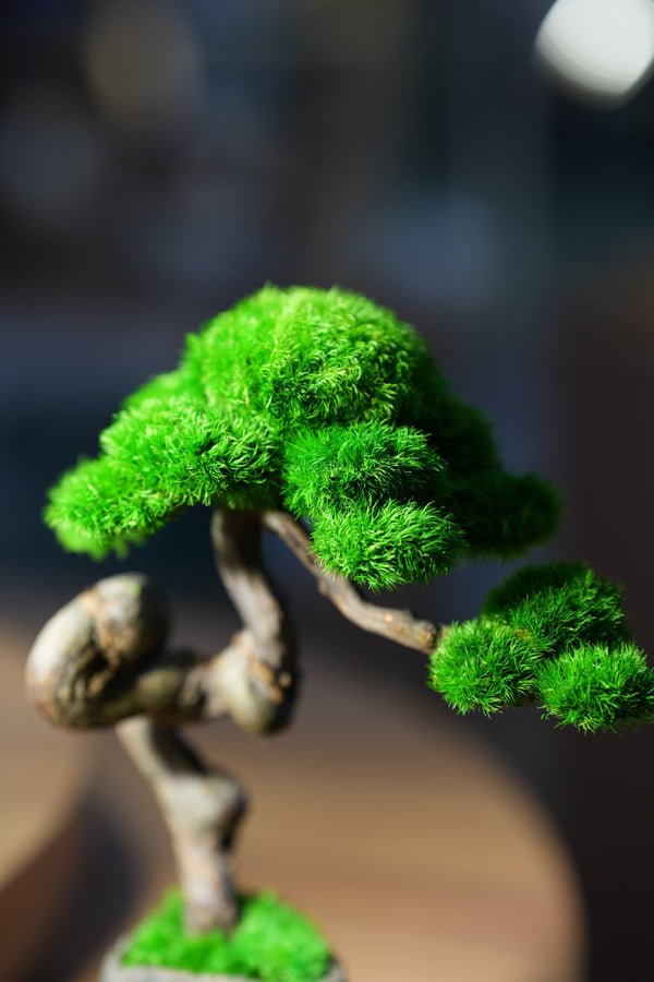 Rosewood - Benchmark