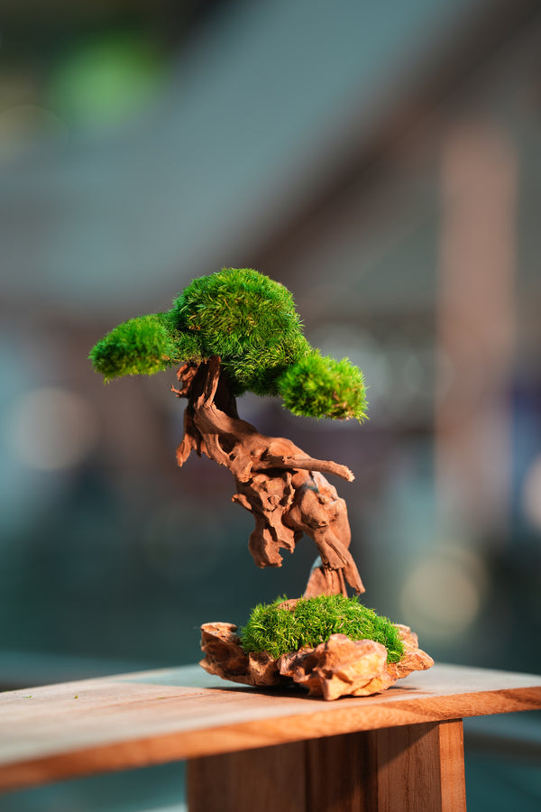 Greenwood - Freshman