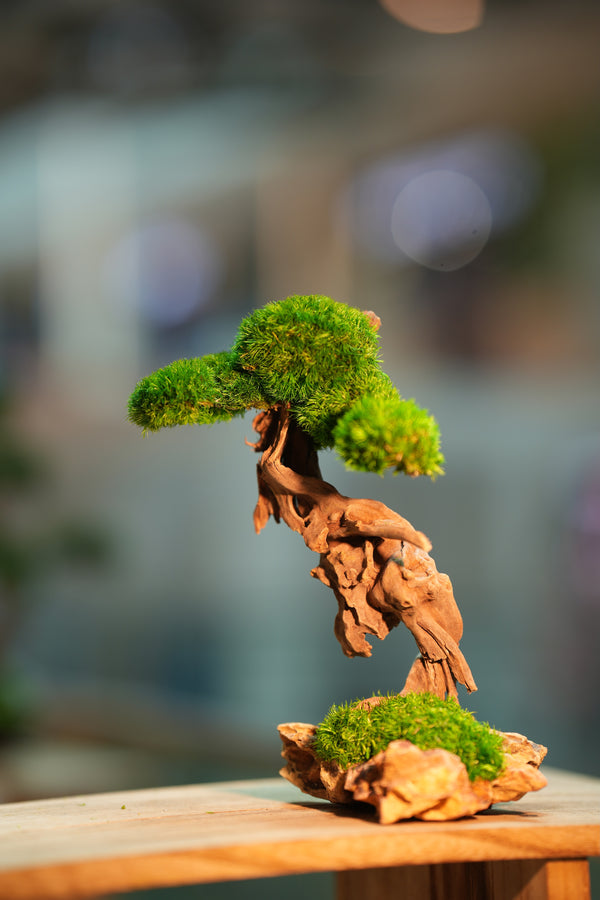 Greenwood - Freshman