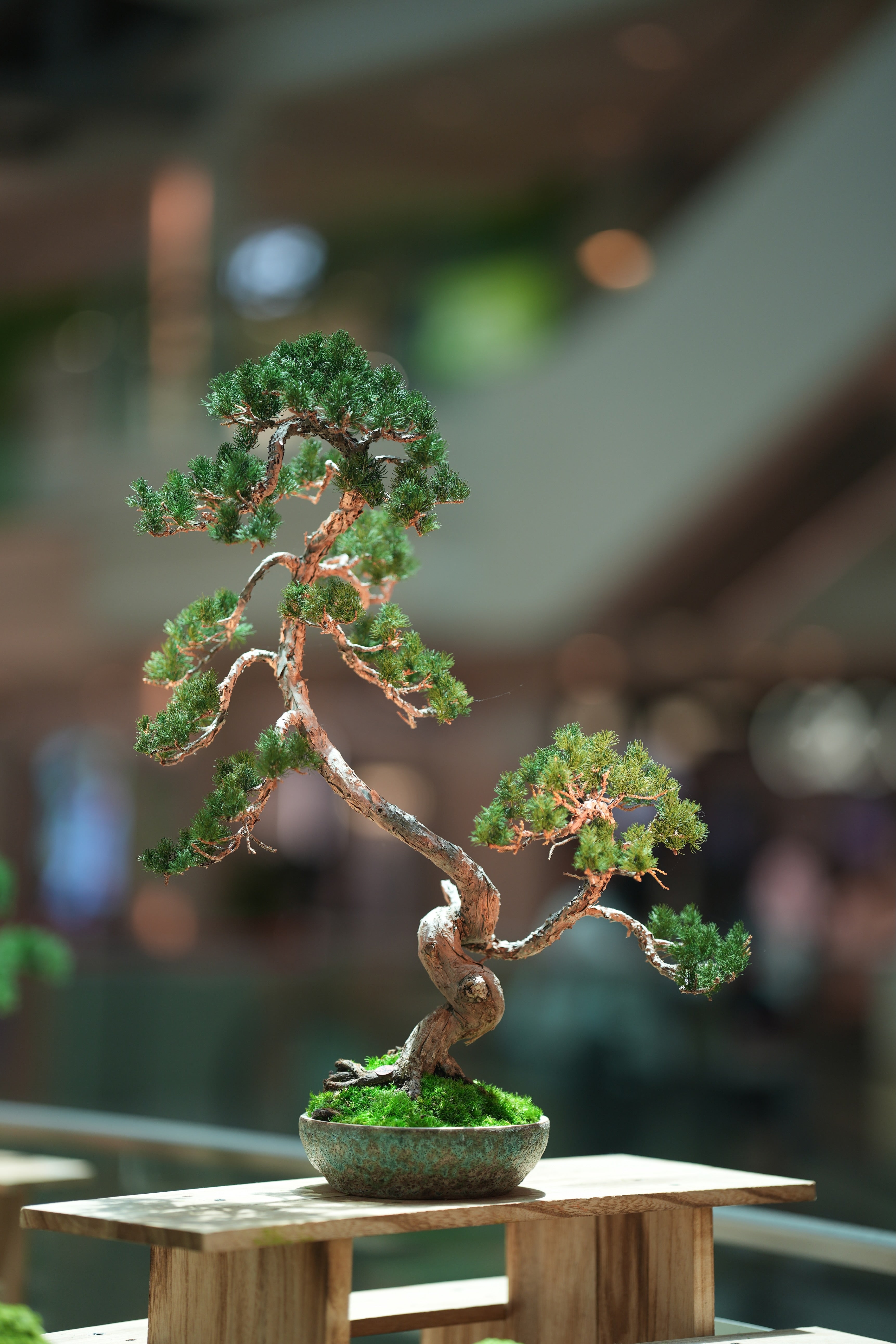 Juniper by the Winding Path