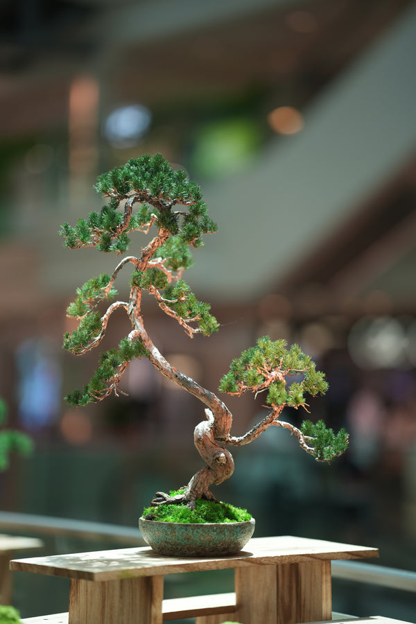 Juniper by the Winding Path