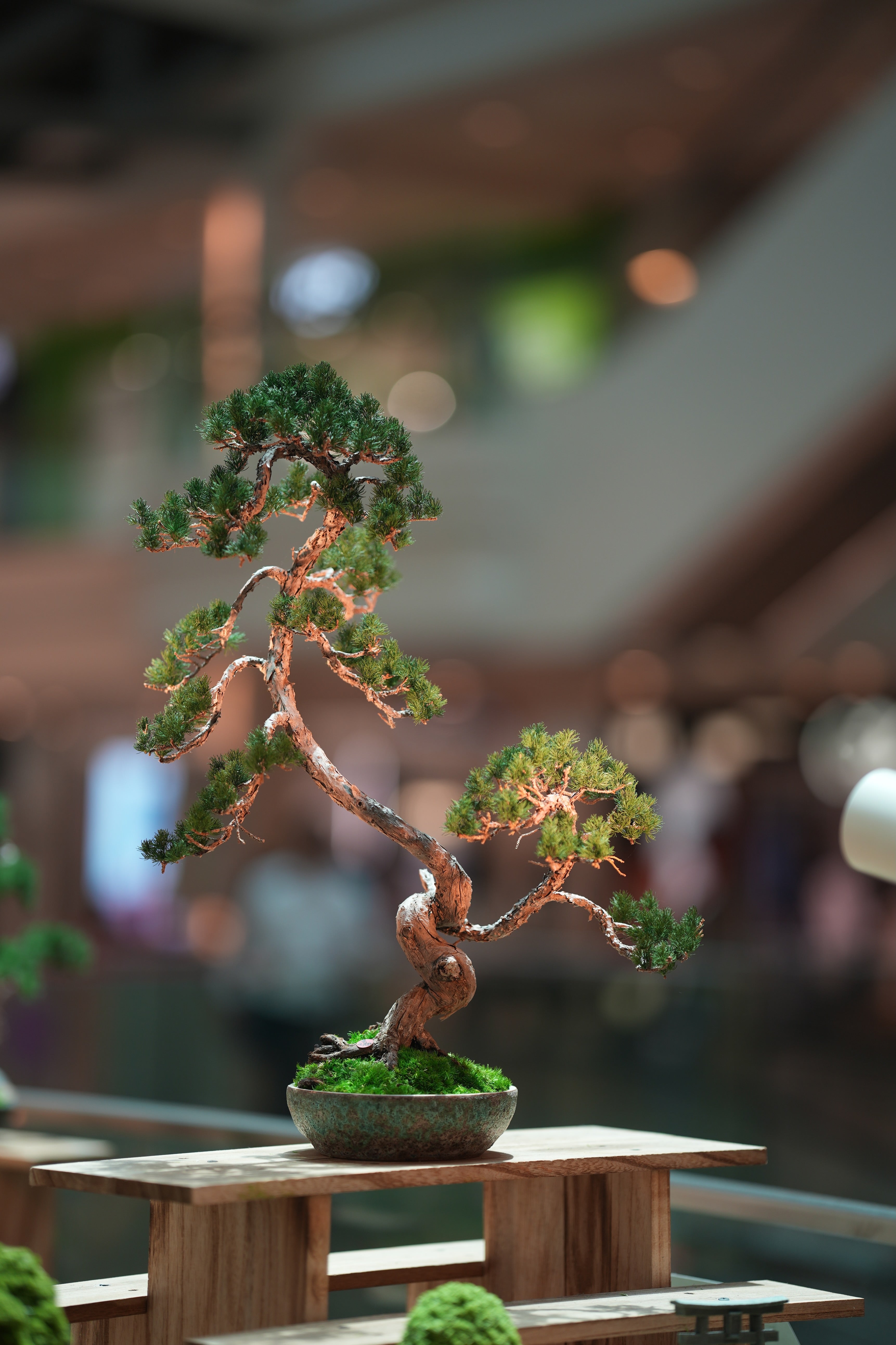 Juniper by the Winding Path