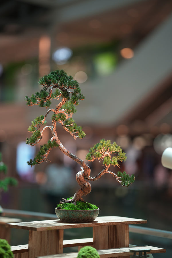 Juniper by the Winding Path