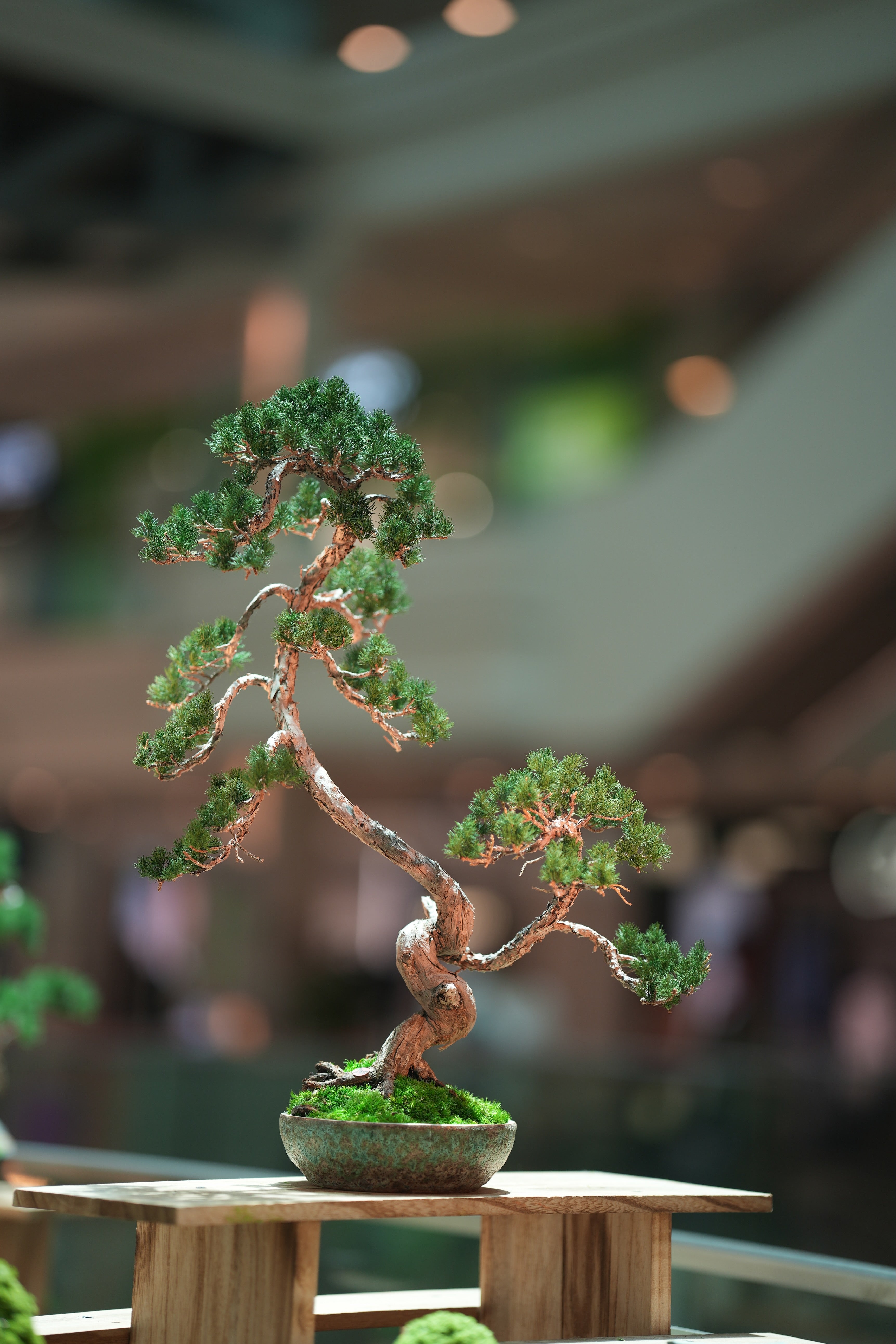 Juniper by the Winding Path