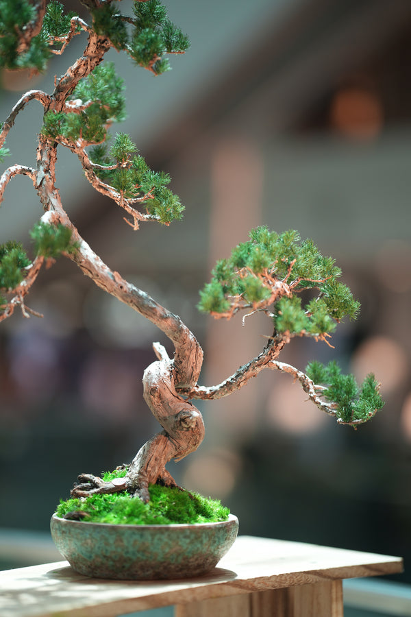 Juniper by the Winding Path