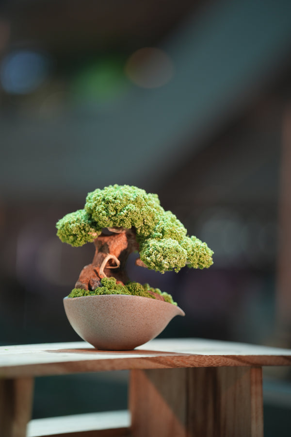 Slow Wood - Young - Teaman's Delight (Preserved Plants)