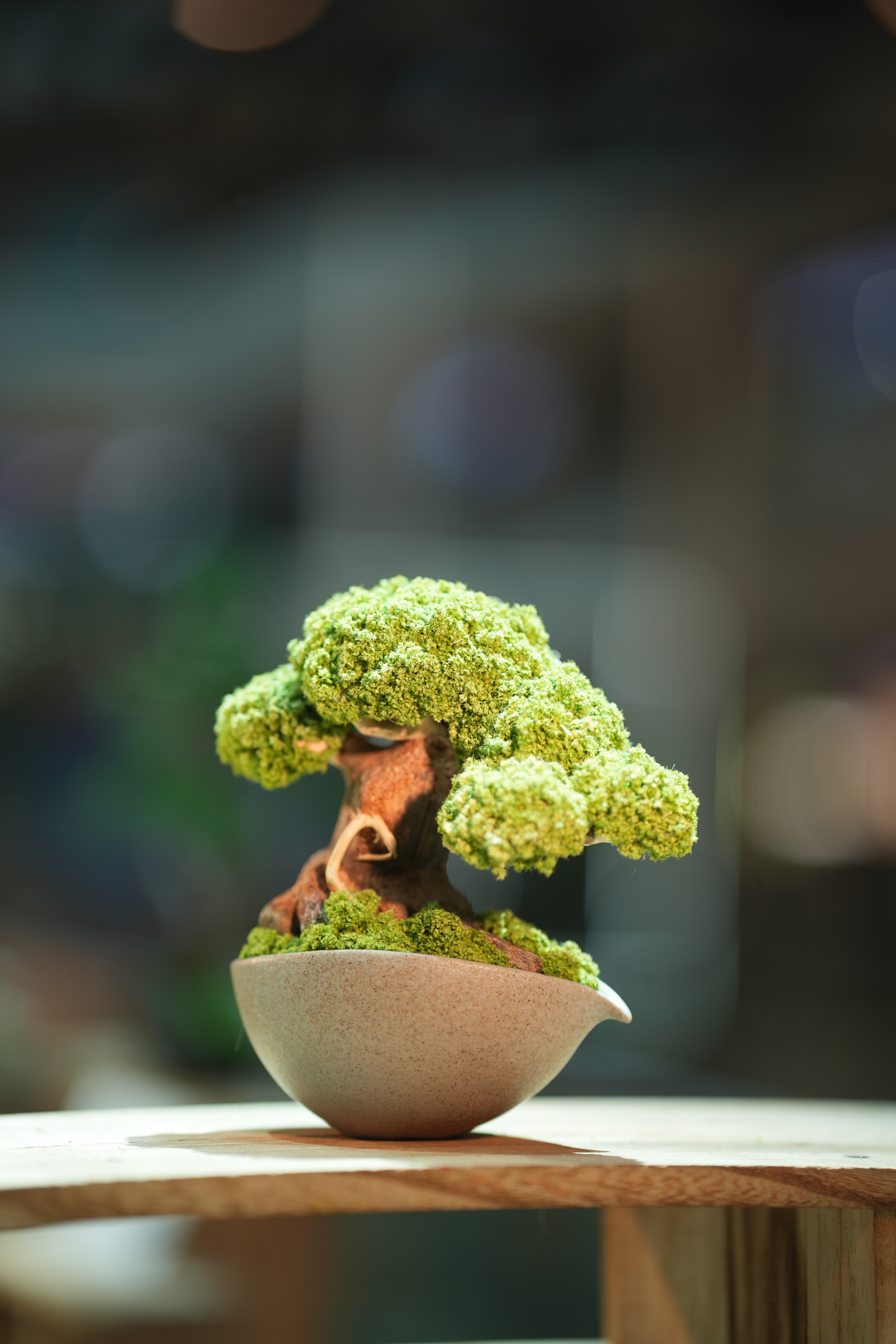 Slow Wood - Young - Teaman's Delight (Preserved Plants)