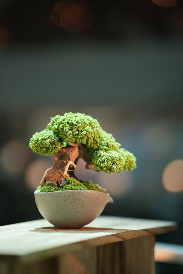 Slow Wood - Young - Teaman's Delight (Preserved Plants)