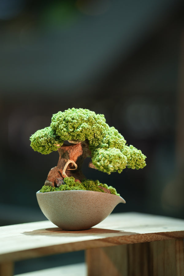 Slow Wood - Young - Teaman's Delight (Preserved Plants)