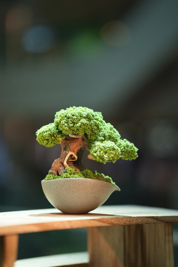 Slow Wood - Young - Teaman's Delight (Preserved Plants)