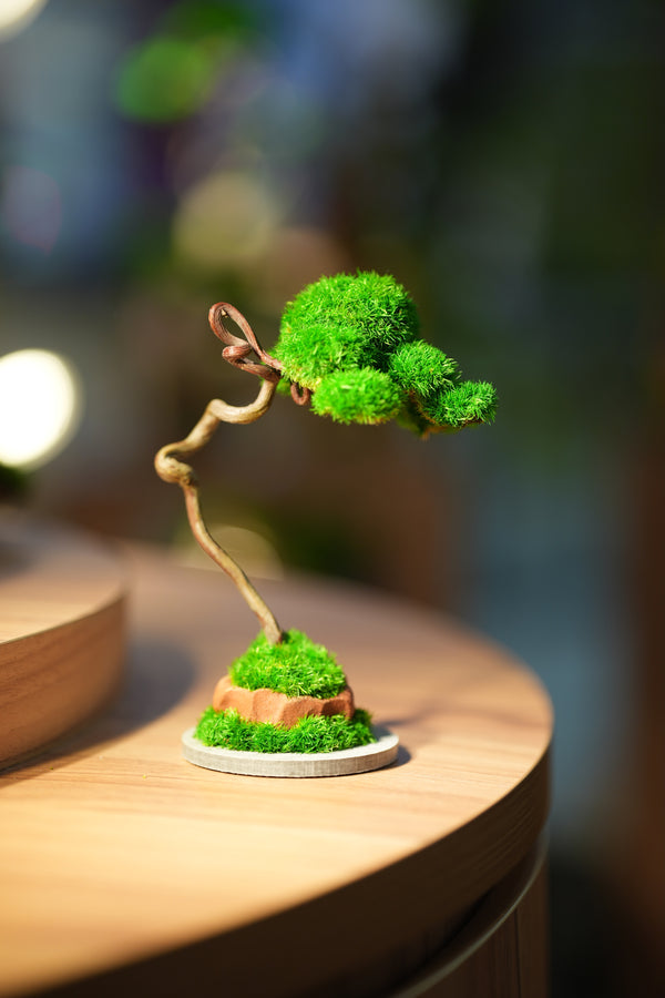 Small Tree in the East - Classics - Benchmark