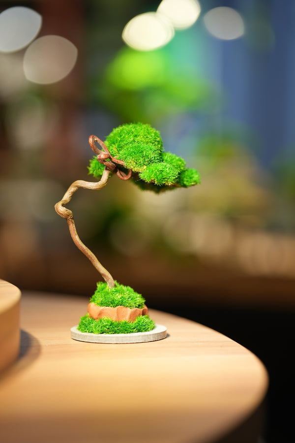 Small Tree in the East - Classics - Benchmark