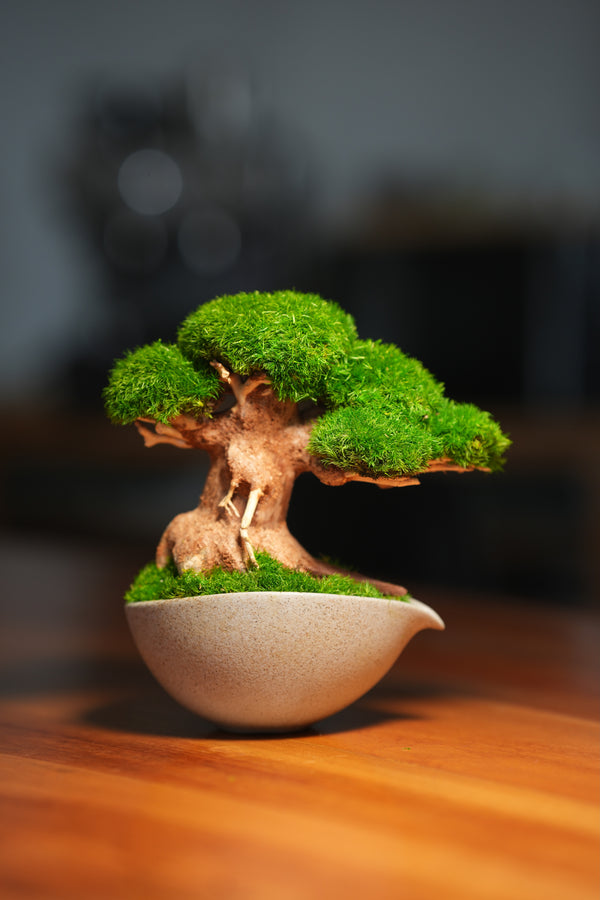 Slow Wood - Young - Teaman's Delight (Preserved Plants)