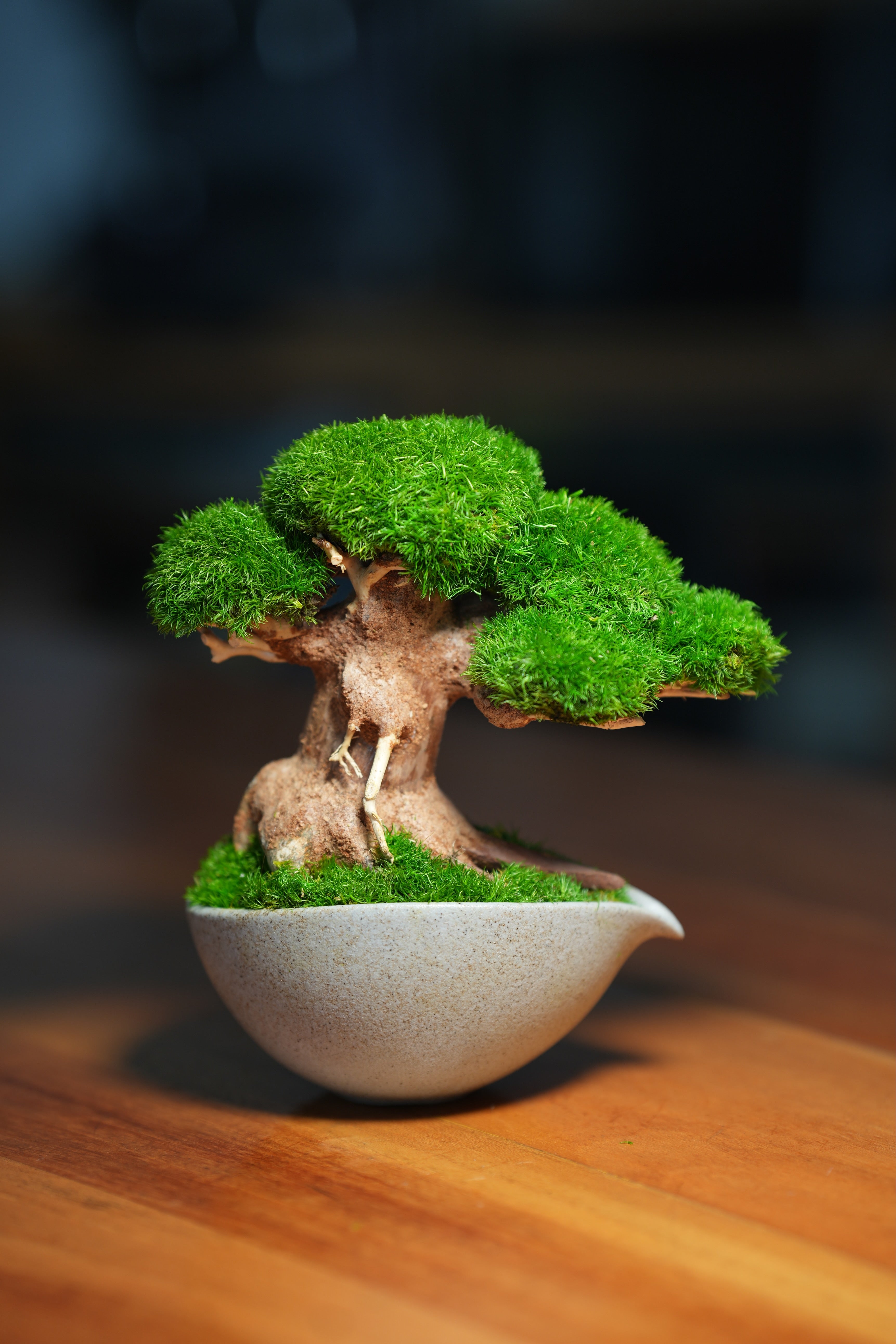 Slow Wood - Young - Teaman's Delight (Preserved Plants)