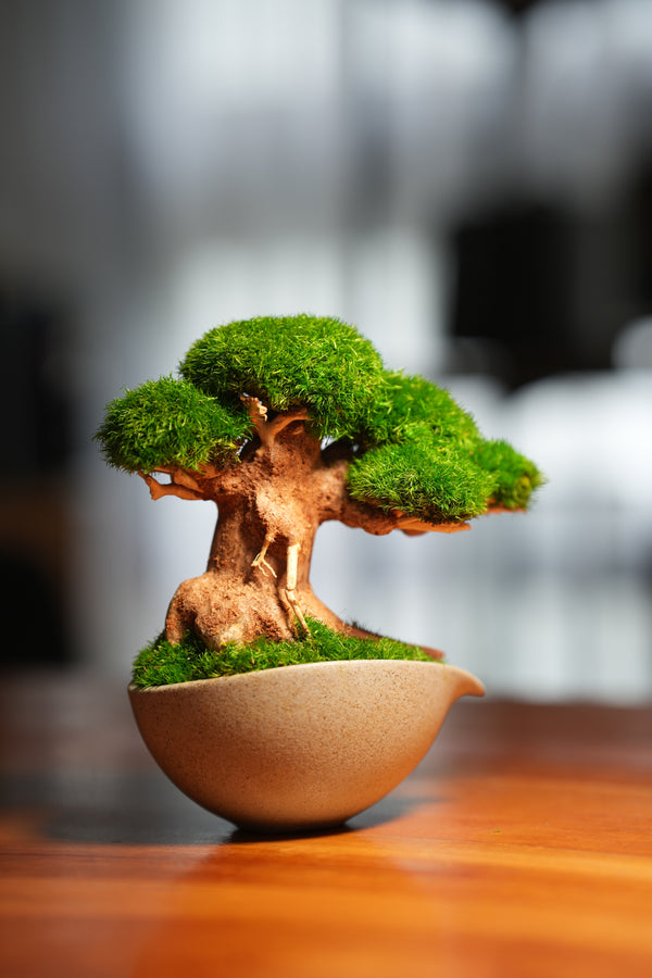 Slow Wood - Young - Teaman's Delight (Preserved Plants)