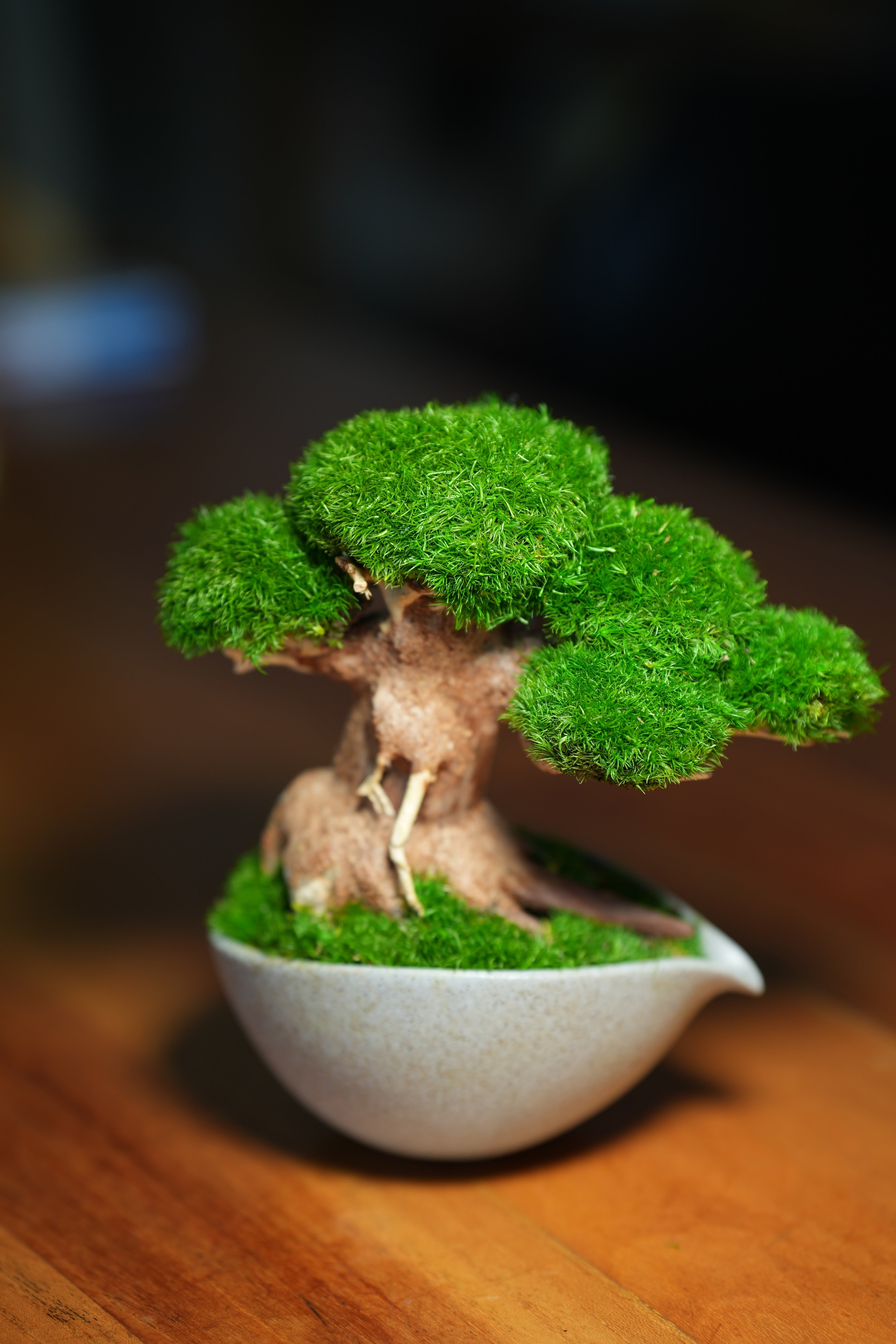 Slow Wood - Young - Teaman's Delight (Preserved Plants)