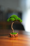 Small Tree in the East