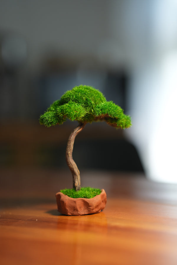 Small Tree in the East