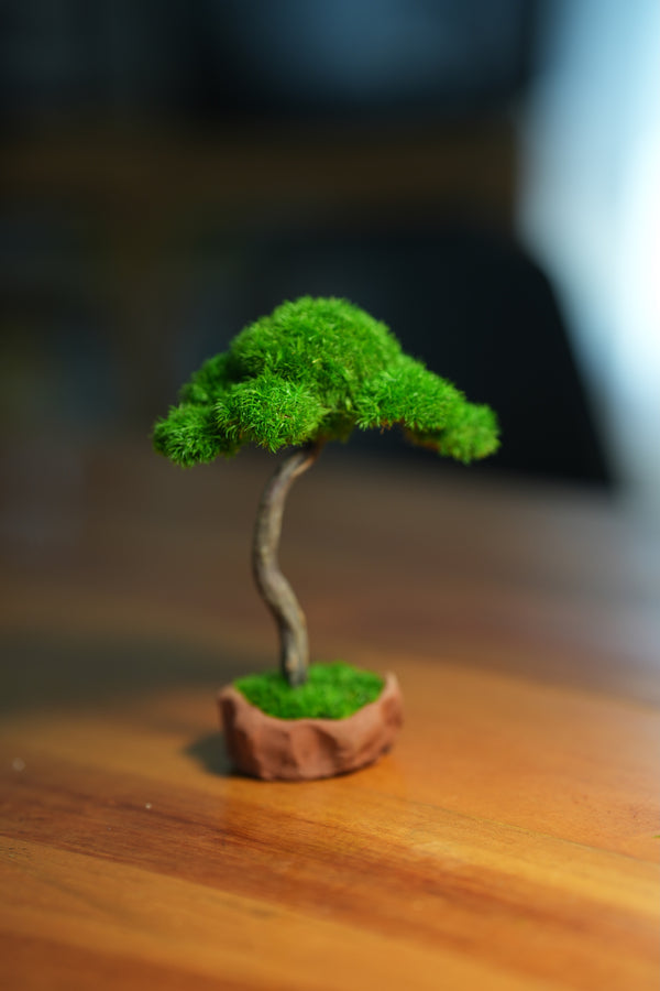 Small Tree in the East