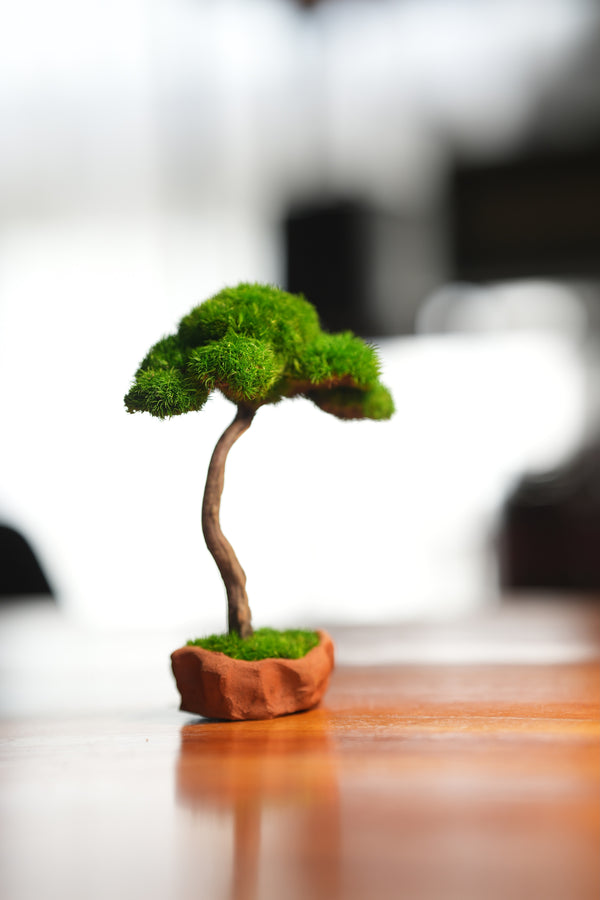 Small Tree in the East