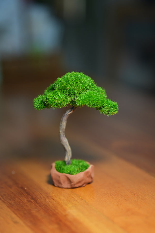 Small Tree in the East