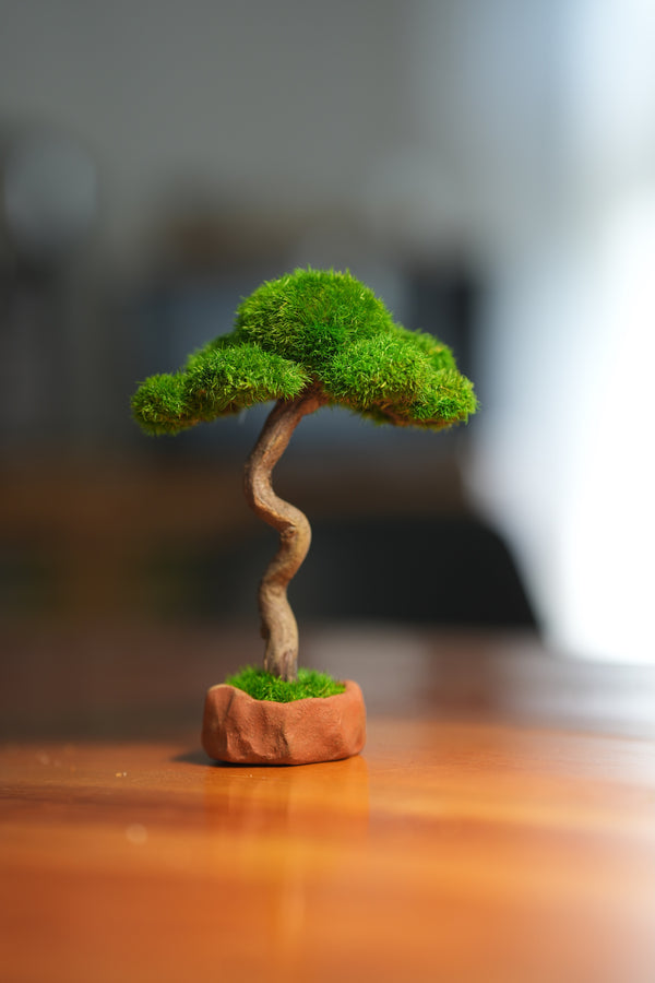 Small Tree in the East