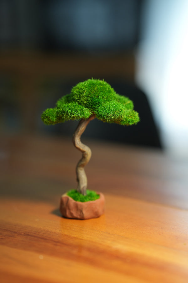 Small Tree in the East