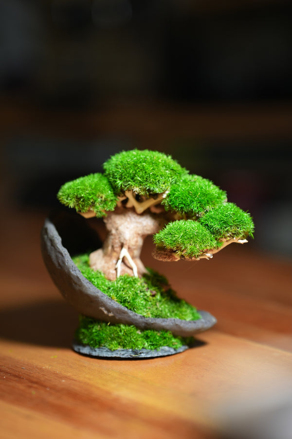 Slow Wood - Young (Preserved Plants)