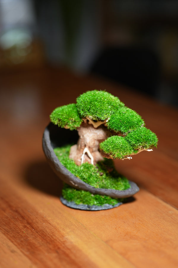 Slow Wood - Young (Preserved Plants)